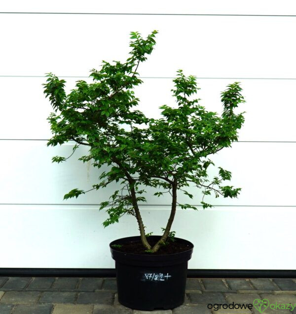WIĄZ POLNY JACQUELINE HILLIER Ulmus minor 'Jacqueline Hillier'