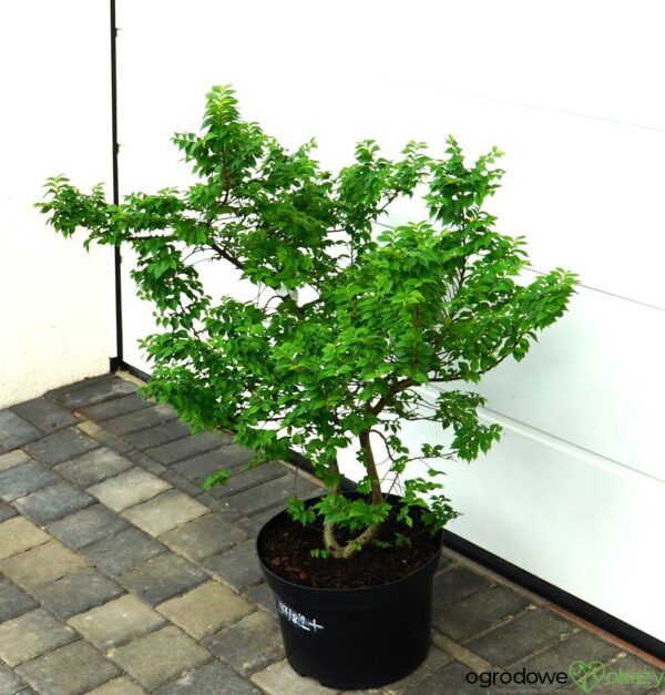 WIĄZ POLNY JACQUELINE HILLIER Ulmus minor 'Jacqueline Hillier'