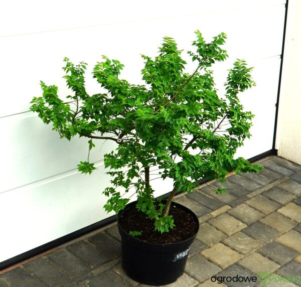 WIĄZ POLNY JACQUELINE HILLIER Ulmus minor 'Jacqueline Hillier'