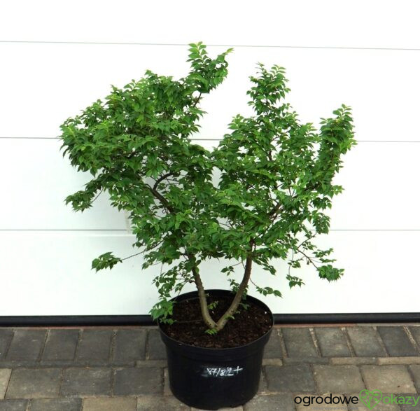 WIĄZ POLNY JACQUELINE HILLIER Ulmus minor 'Jacqueline Hillier'