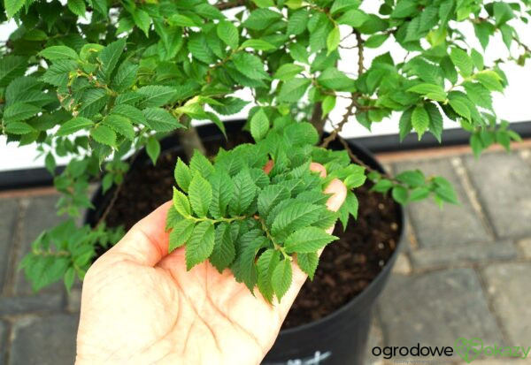 WIĄZ POLNY JACQUELINE HILLIER Ulmus minor 'Jacqueline Hillier'