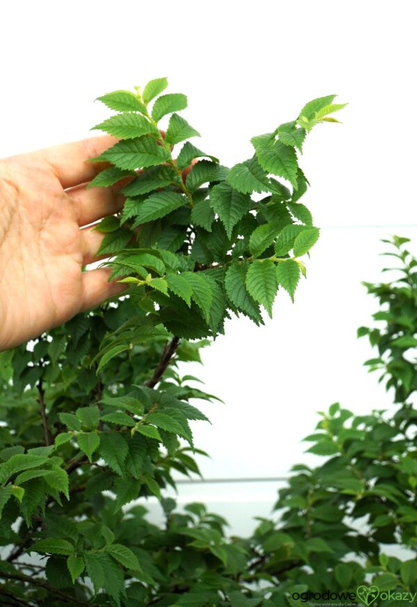 WIĄZ POLNY JACQUELINE HILLIER Ulmus minor 'Jacqueline Hillier'