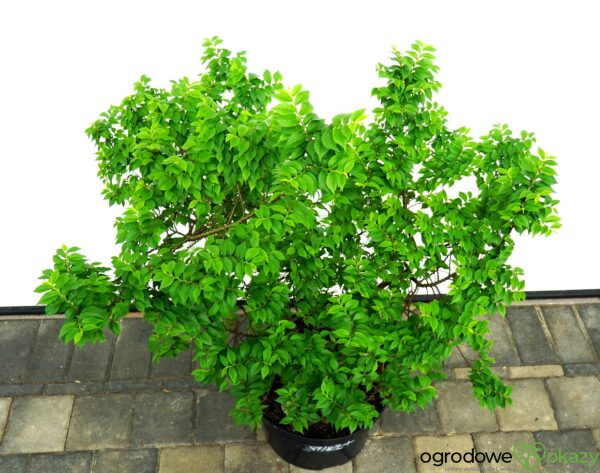 WIĄZ POLNY JACQUELINE HILLIER Ulmus minor 'Jacqueline Hillier'