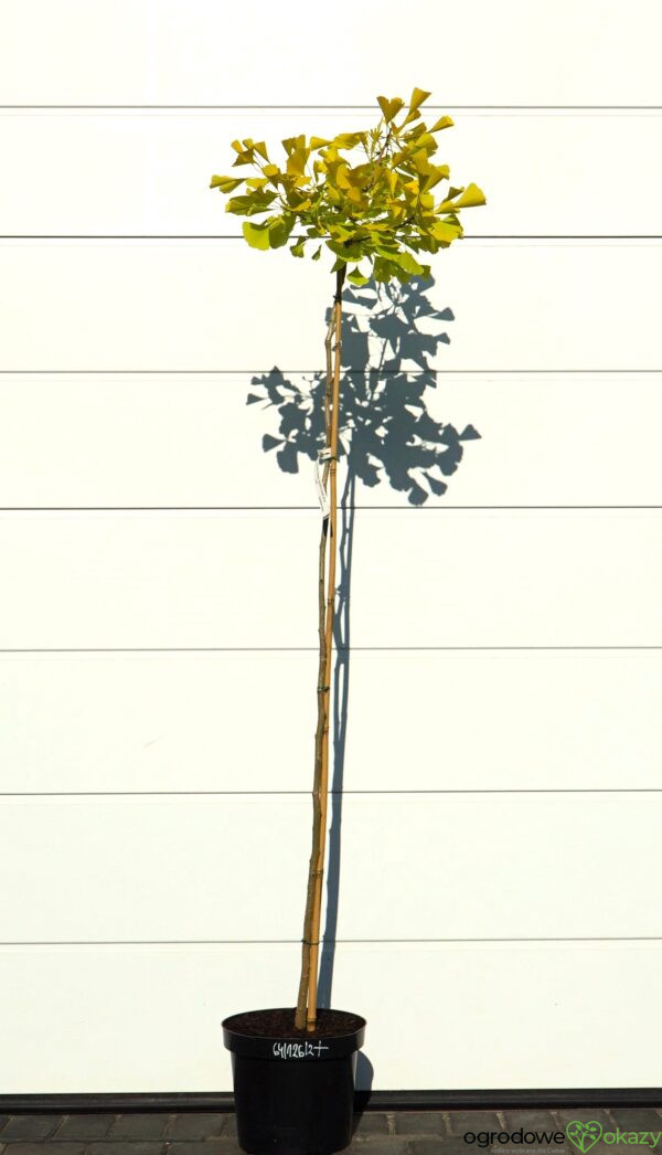 MIŁORZĄB DWUKLAPOWY ULRICH'S GOLD Ginkgo biloba ‘Ulrich's Gold’