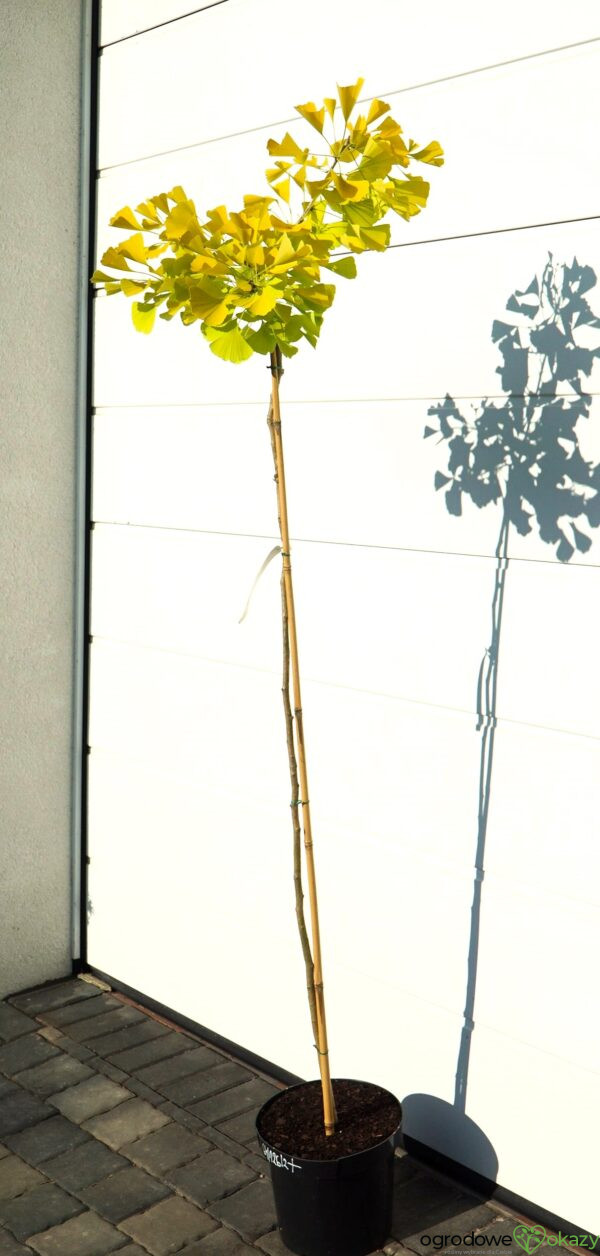 MIŁORZĄB DWUKLAPOWY ULRICH'S GOLD Ginkgo biloba ‘Ulrich's Gold’