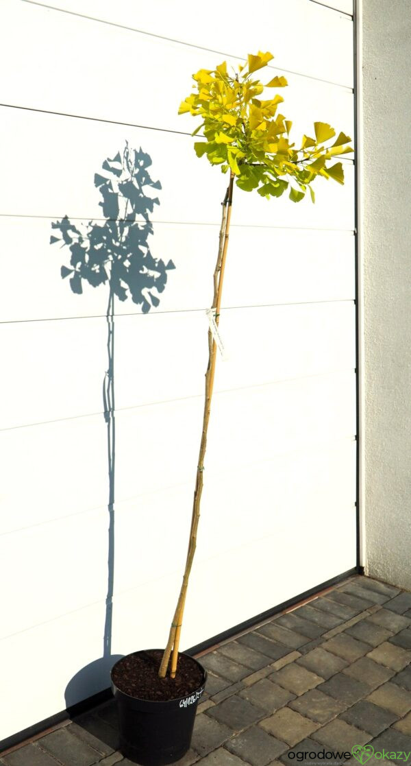 MIŁORZĄB DWUKLAPOWY ULRICH'S GOLD Ginkgo biloba ‘Ulrich's Gold’