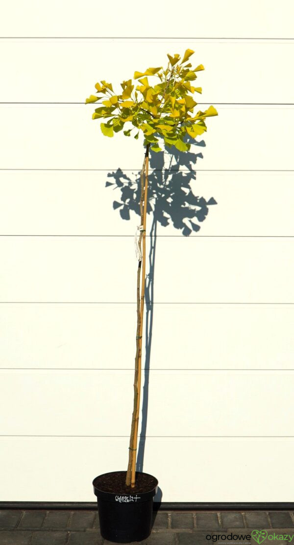 MIŁORZĄB DWUKLAPOWY ULRICH'S GOLD Ginkgo biloba ‘Ulrich's Gold’