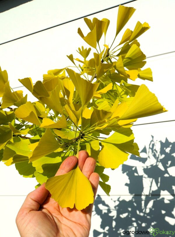 MIŁORZĄB DWUKLAPOWY ULRICH'S GOLD Ginkgo biloba ‘Ulrich's Gold’