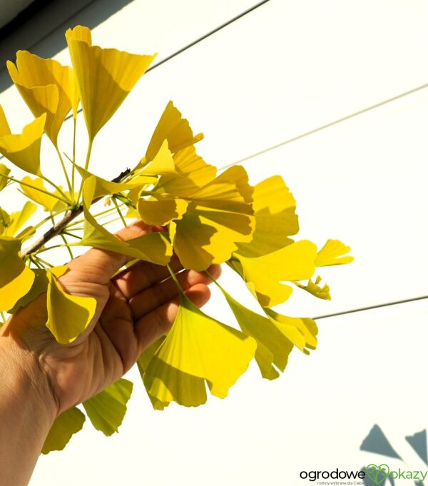 MIŁORZĄB DWUKLAPOWY ULRICH'S GOLD Ginkgo biloba ‘Ulrich's Gold’