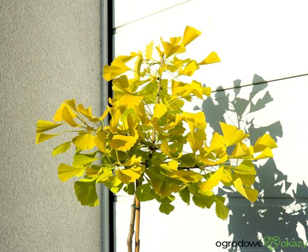 MIŁORZĄB DWUKLAPOWY ULRICH'S GOLD Ginkgo biloba ‘Ulrich's Gold’