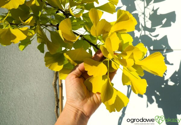 MIŁORZĄB DWUKLAPOWY ULRICH'S GOLD Ginkgo biloba ‘Ulrich's Gold’