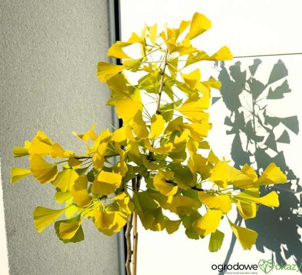 MIŁORZĄB DWUKLAPOWY ULRICH'S GOLD Ginkgo biloba ‘Ulrich's Gold’