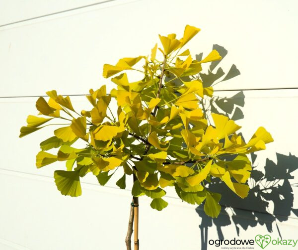 MIŁORZĄB DWUKLAPOWY ULRICH'S GOLD Ginkgo biloba ‘Ulrich's Gold’