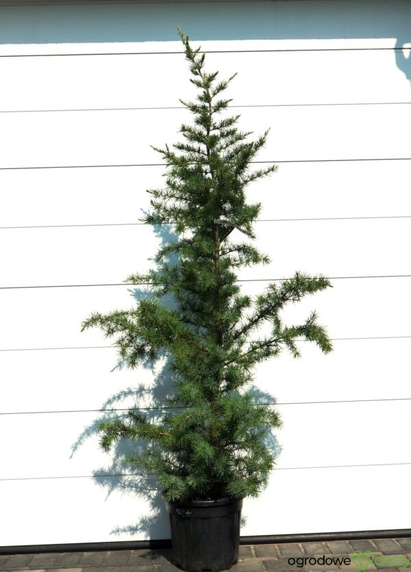 CEDR HIMALAJSKI ELECTRIC BLUE Cedrus deodara 'Electric Blue'