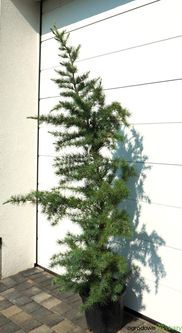 CEDR HIMALAJSKI ELECTRIC BLUE Cedrus deodara 'Electric Blue'