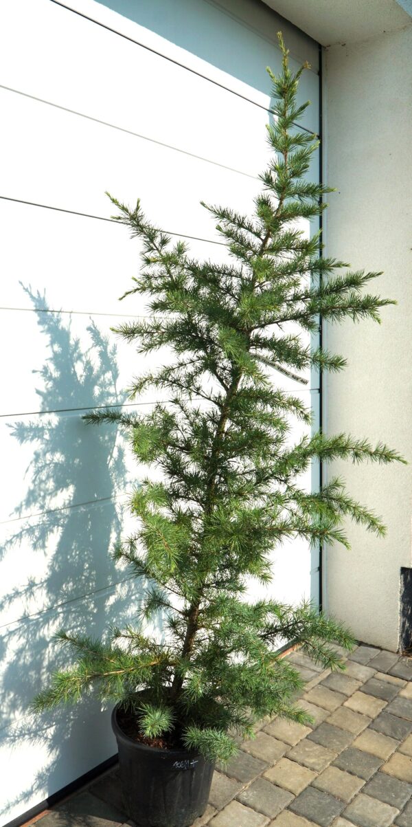 CEDR HIMALAJSKI ELECTRIC BLUE Cedrus deodara 'Electric Blue'
