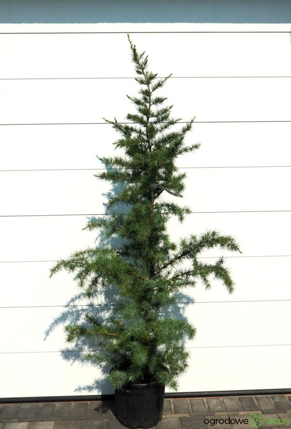 CEDR HIMALAJSKI ELECTRIC BLUE Cedrus deodara 'Electric Blue'
