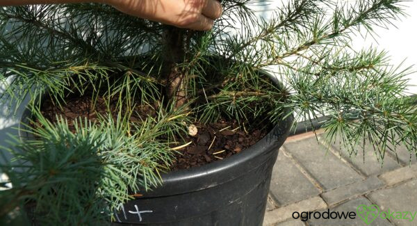 CEDR HIMALAJSKI ELECTRIC BLUE Cedrus deodara 'Electric Blue'