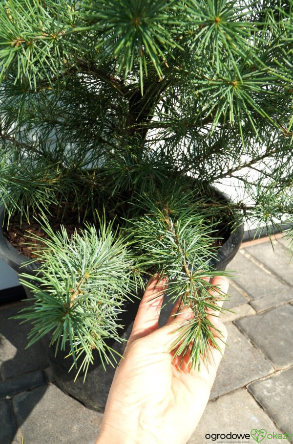 CEDR HIMALAJSKI ELECTRIC BLUE Cedrus deodara 'Electric Blue'