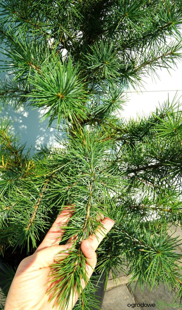 CEDR HIMALAJSKI ELECTRIC BLUE Cedrus deodara 'Electric Blue'