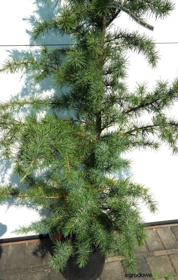 CEDR HIMALAJSKI ELECTRIC BLUE Cedrus deodara 'Electric Blue'