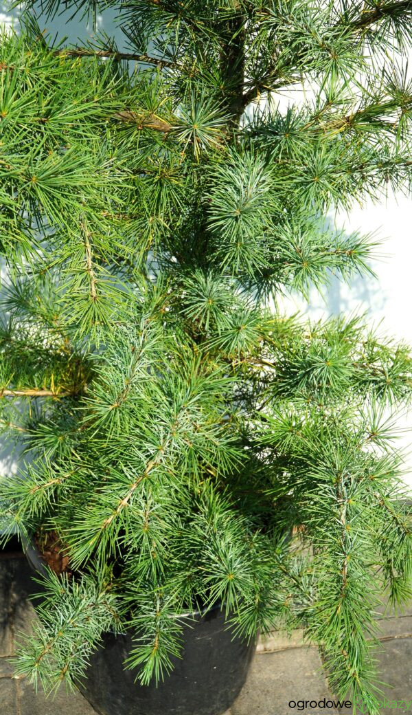 CEDR HIMALAJSKI ELECTRIC BLUE Cedrus deodara 'Electric Blue'