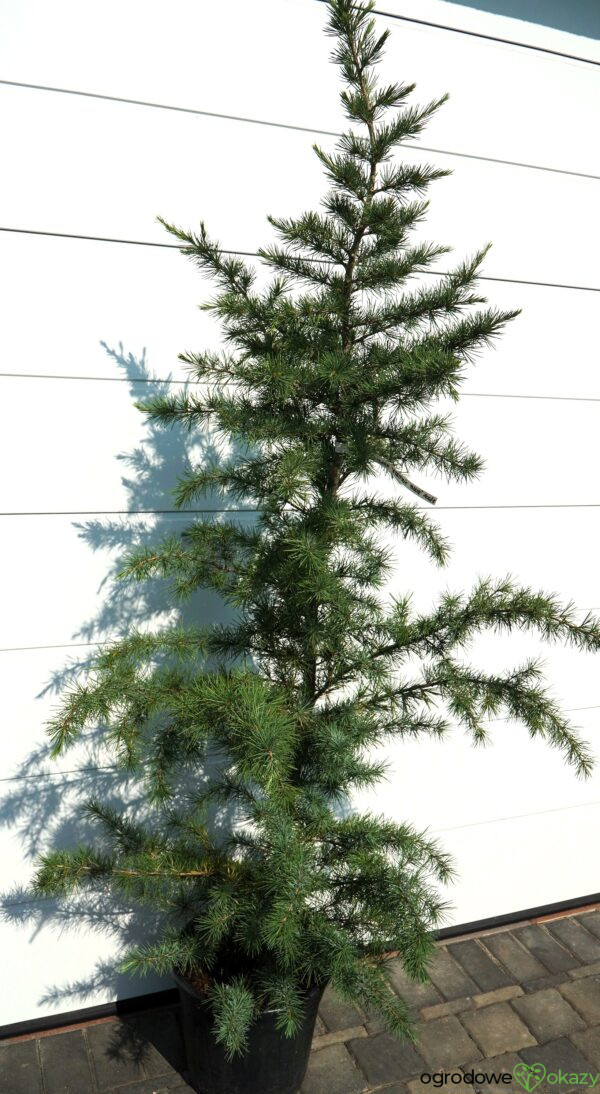 CEDR HIMALAJSKI ELECTRIC BLUE Cedrus deodara 'Electric Blue'