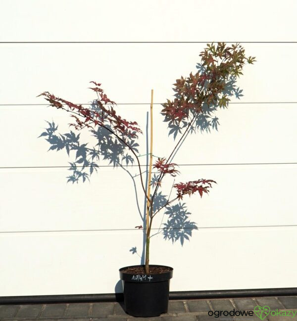 KLON PALMOWY AMAGI-SHIGURE Acer palmatum 'Amagi-Shigure'