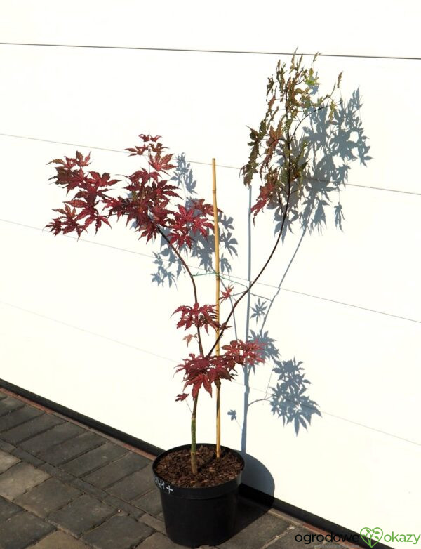 KLON PALMOWY AMAGI-SHIGURE Acer palmatum 'Amagi-Shigure'