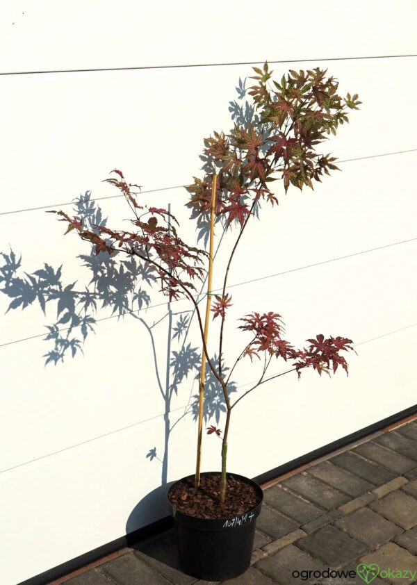 KLON PALMOWY AMAGI-SHIGURE Acer palmatum 'Amagi-Shigure'