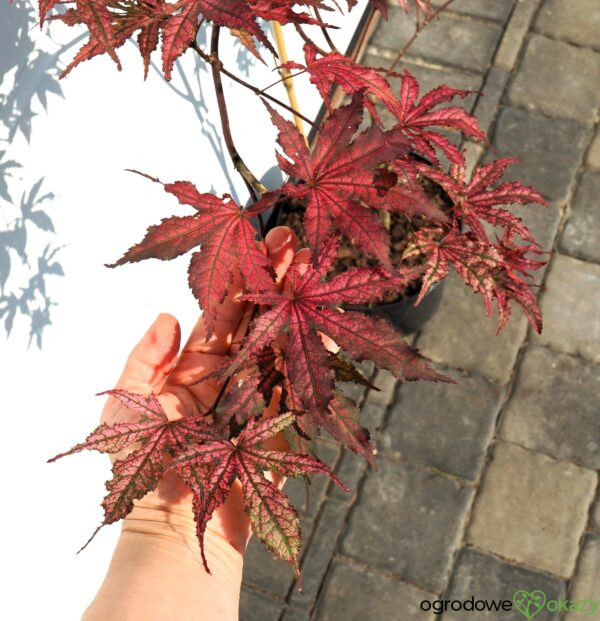 KLON PALMOWY AMAGI-SHIGURE Acer palmatum 'Amagi-Shigure'