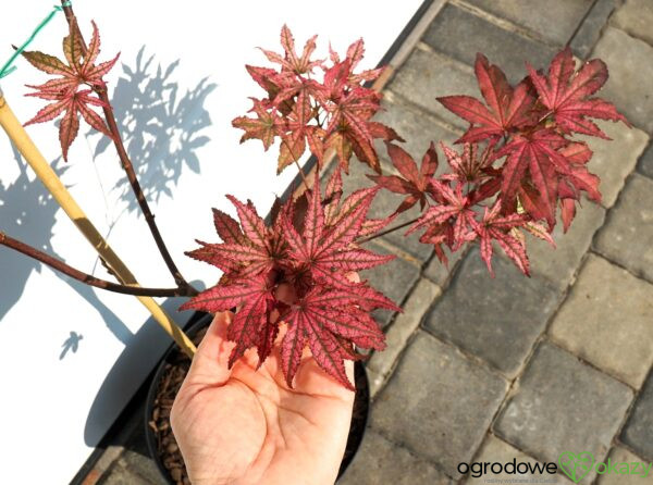 KLON PALMOWY AMAGI-SHIGURE Acer palmatum 'Amagi-Shigure'
