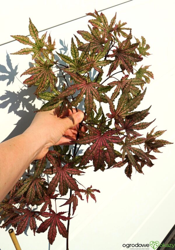 KLON PALMOWY AMAGI-SHIGURE Acer palmatum 'Amagi-Shigure'
