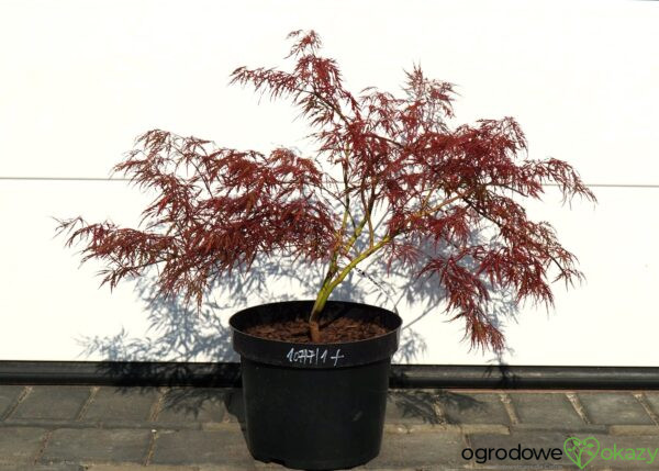 KLON PALMOWY DISSECTUM ATROPURPUREUM Acer palmatum 'Dissectum Atropurpureum'