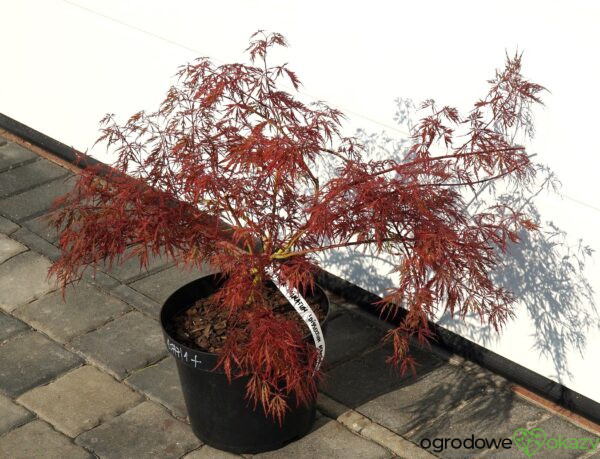 KLON PALMOWY DISSECTUM ATROPURPUREUM Acer palmatum 'Dissectum Atropurpureum'
