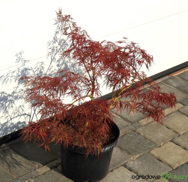 KLON PALMOWY DISSECTUM ATROPURPUREUM Acer palmatum 'Dissectum Atropurpureum'