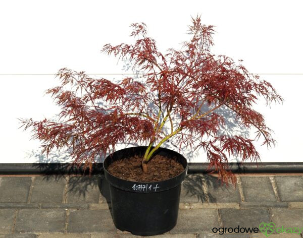 KLON PALMOWY DISSECTUM ATROPURPUREUM Acer palmatum 'Dissectum Atropurpureum'