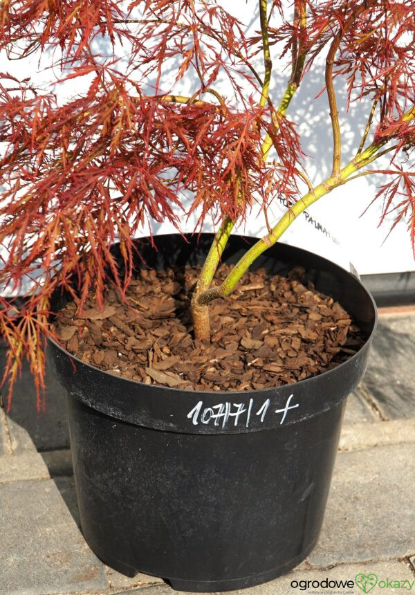 KLON PALMOWY DISSECTUM ATROPURPUREUM Acer palmatum 'Dissectum Atropurpureum'