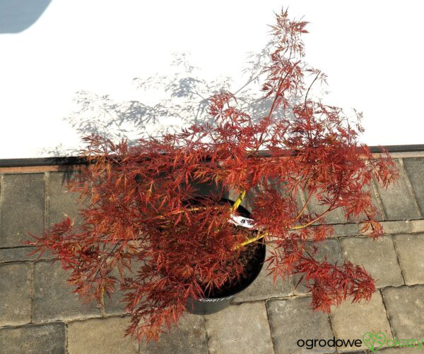 KLON PALMOWY DISSECTUM ATROPURPUREUM Acer palmatum 'Dissectum Atropurpureum'