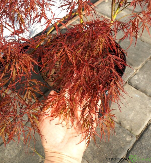KLON PALMOWY DISSECTUM ATROPURPUREUM Acer palmatum 'Dissectum Atropurpureum'