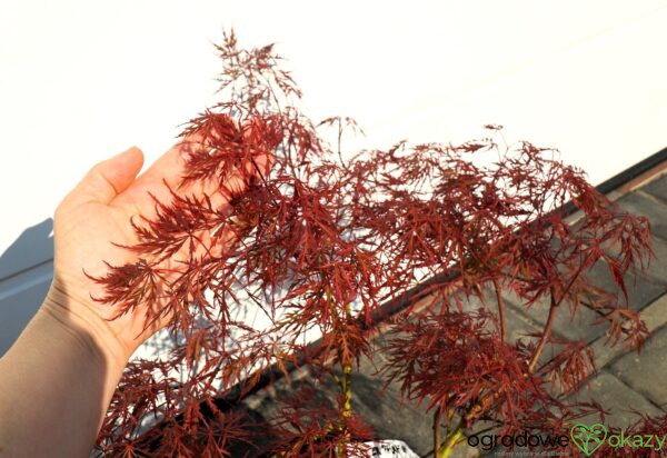 KLON PALMOWY DISSECTUM ATROPURPUREUM Acer palmatum 'Dissectum Atropurpureum'