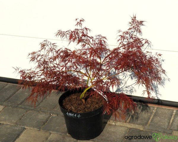 KLON PALMOWY DISSECTUM ATROPURPUREUM Acer palmatum 'Dissectum Atropurpureum'