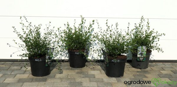 PRUSZNIK KALIFORNIJSKI VICTORIA Ceanothus impressus 'Victoria'