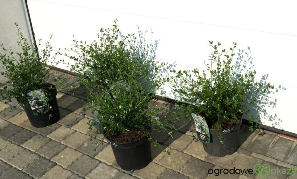 PRUSZNIK KALIFORNIJSKI VICTORIA Ceanothus impressus 'Victoria'