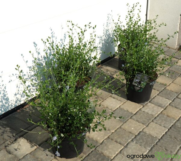 PRUSZNIK KALIFORNIJSKI VICTORIA Ceanothus impressus 'Victoria'