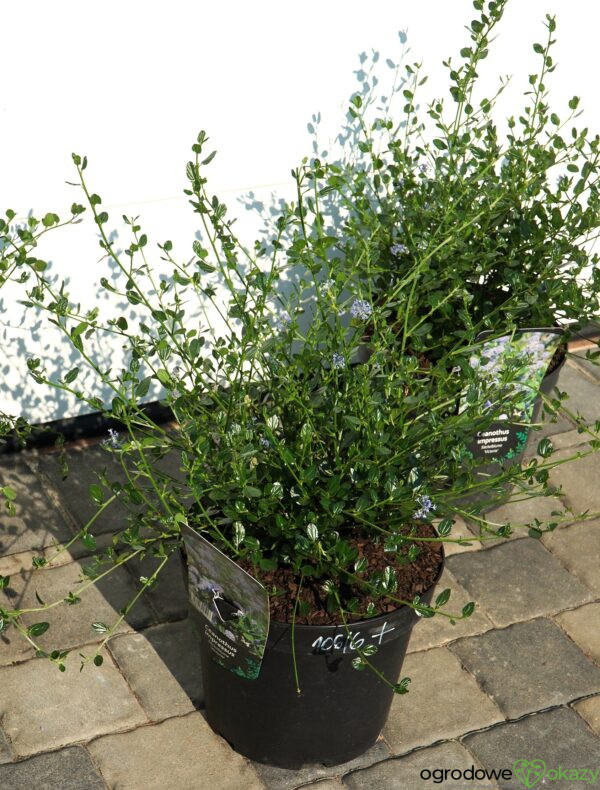 PRUSZNIK KALIFORNIJSKI VICTORIA Ceanothus impressus 'Victoria'