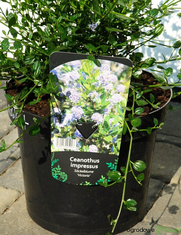 PRUSZNIK KALIFORNIJSKI VICTORIA Ceanothus impressus 'Victoria'