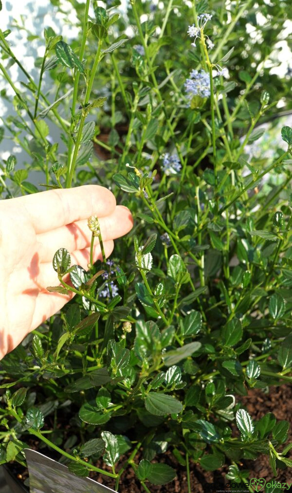 PRUSZNIK KALIFORNIJSKI VICTORIA Ceanothus impressus 'Victoria'