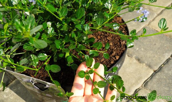 PRUSZNIK KALIFORNIJSKI VICTORIA Ceanothus impressus 'Victoria'