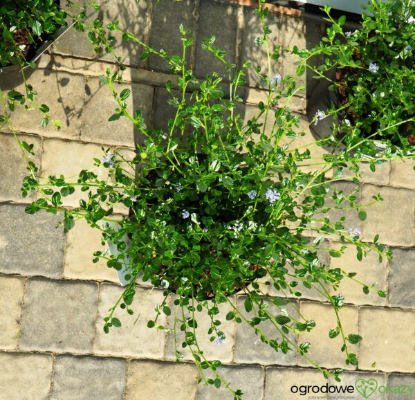 PRUSZNIK KALIFORNIJSKI VICTORIA Ceanothus impressus 'Victoria'